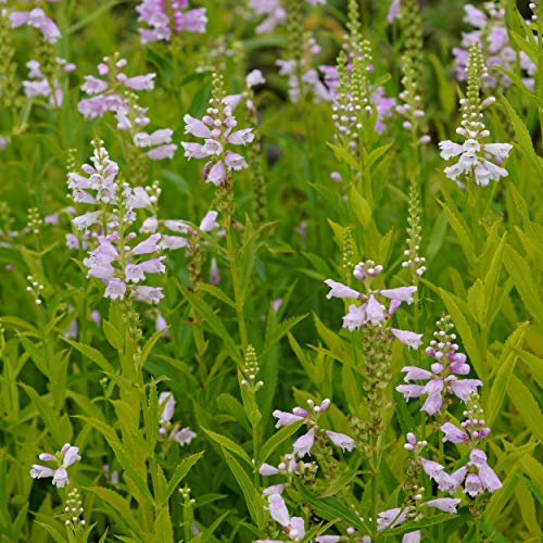 Blumixx Stauden Physostegia virginiana 'Rosea' - Garten-Gelenkblume rosa