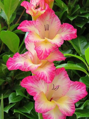 Gladiolenzwiebeln, Regenbogenfarben,FrüHblüHend, Gartenzwiebeln,Viele Blumen,Balkon,Topfpflanzen, Winterhart,Gladiolen, Geheimnisvolle Zauberzwiebeln-8zwiebeln-B