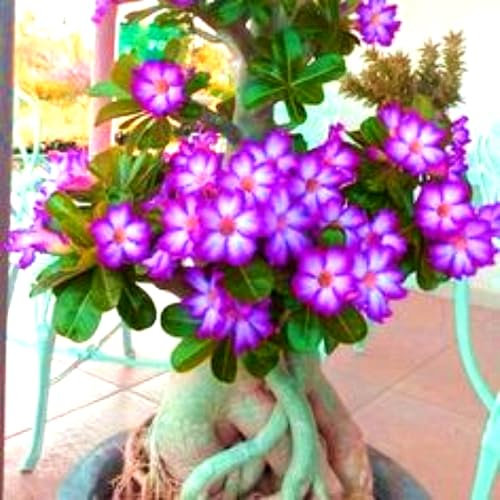 Rosa del deserto in vaso - Rosa del deserto, pianta succulenta da interno ed esterno, facile da curare, adatta come bonsai decorativo per balcone e giardino-4bulbi-C