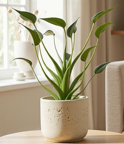 BALDUR Garten 1x Alocasia 'Tiny Dancers', Pflanze im 12 cm-Topf