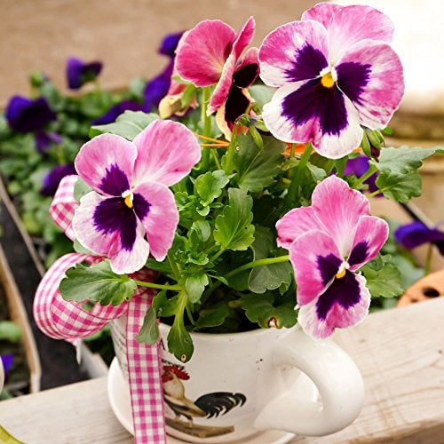 20 Servietten Gepflanzte Stiefmütterchen | Blumen | Frühling | Tischdeko 33x33cm