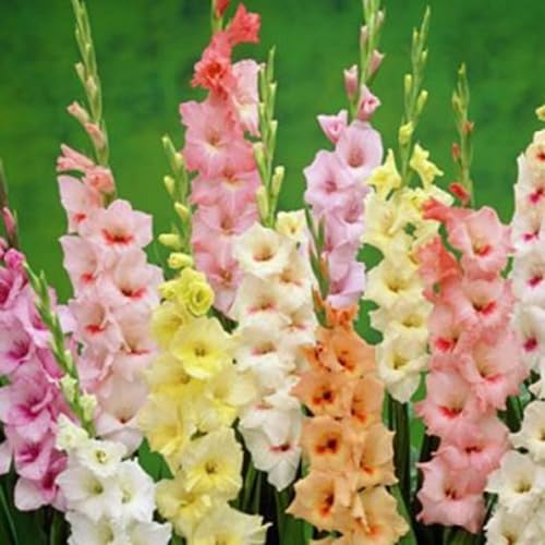 Winterhartes Pflanze,Seltene Pflanzen,Winterharte Zwiebeln,Lebende Pflanzen,Perfekt FüR Schnittblumen,Gladiolenzwiebeln,Groß,Gartenblumen-5 Zwiebeln-B
