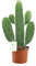 Opuntia Rubescens Consolea - 25-35cm - Ø12cm - Planta de interior - Hojas perennes - Cactus y suculentas