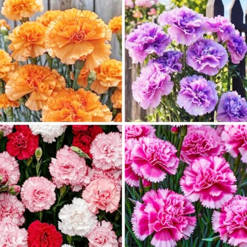 1000pcs Carnation Seeds - Fragrant Clove Pinks, Heirloom Mix with 8 Colors, Long Stem Cut Flowers for Bouquets, Continuous Bloom, Attracts Hummingbirds, Non-GMO