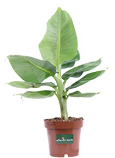 Pianta di Banano Nano Pianta di Musa Tropicana pianta da esterno pianta da interno pianta ornamentale di Banano pianta vera di Banano Nano venduta da eGarden.store
