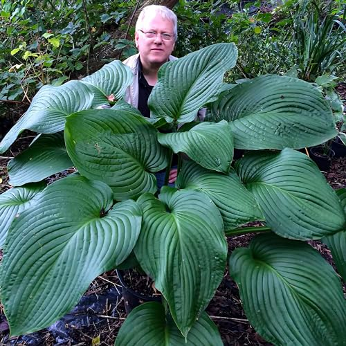 Hosta T-Rex, 3 piante di Hosta perenni, perenni a radice nuda Funkein resistenti all'inverno dall'Olanda (senza semi, bulbi e non artificiali). Perfetta come copertura del terreno all'ombra