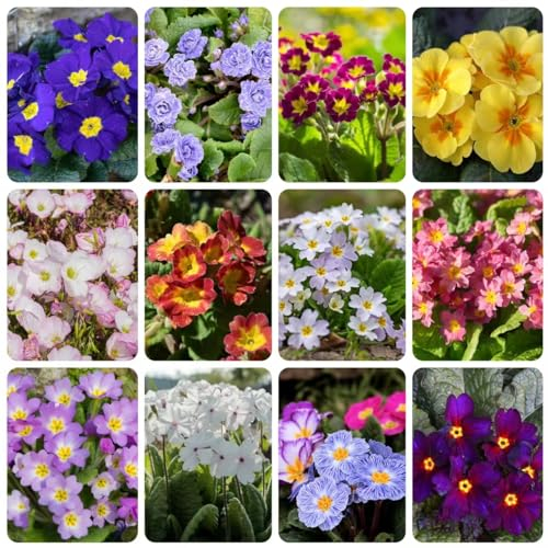 400 pcs primeln pflanze samen - wildblumensamen wildblumen primel,Primula malacoides, bonsai topf balkonpflanzen flowers pflanzensamen wildblumenwiese saatgut mehrjährig ausgefallene