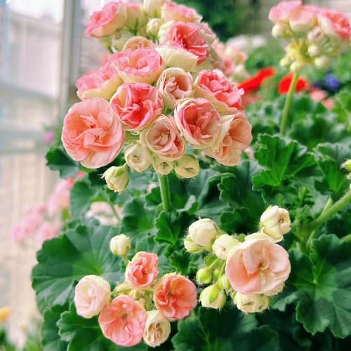 600 pcs geranien pflanzen winterhart samen - bodendecker geranie,Pelargonium hortorum, dekoration wildblumensamen mehrjährig winterhart hochbeete für garten dachbegrünung