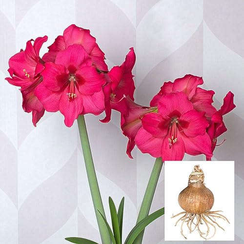 Amaryllis Zwiebel, leuchtende Blüten, Topfpflanze,Echte Hippeastrum Zwiebeln,Zwiebel, Winterhart,Exklusive Blumenzwiebeln,Gartenpflanze,Winterhart Mehrjährig-3zwiebeln-A