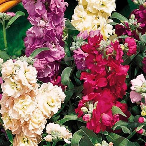 Perfect Plants - Stocks Plants Vintage Mixed - 6 Pack Bedding Plants - Fragrant Garden Ready Plants