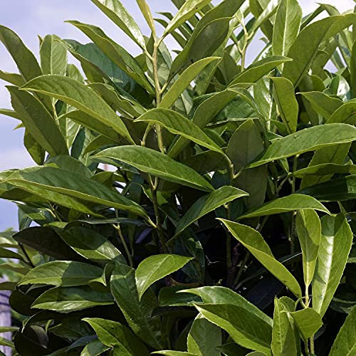 Kirschlorbeer Caucasica Fontanette - Hecken Pflanze 80-100 cm immergrün & winterhart als Sichtschutz – Pilzfreie mehrjährige Lorbeerkirsche Prunus Laurocerasus von Garten Schlüter