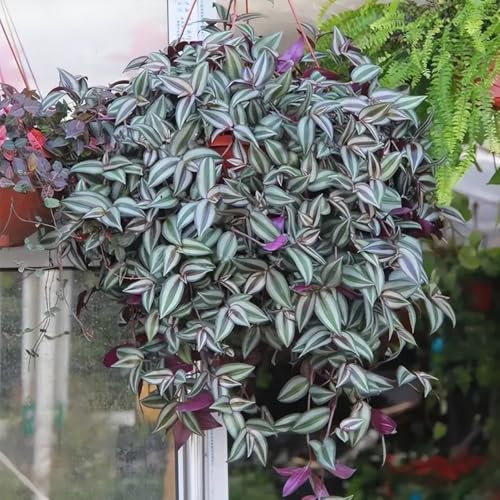 semi di piante di ragno - semi di erbe aromatiche impianti resistenti all'inverno per contenitori, piante resistenti all'esterno, piante rare piante perenni, piante perenni resistenti, 300pcs