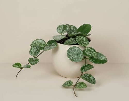 NatureHolic Hoya Mathilde Splash - Rankende Wachsblume mit silbrig gesprenkelten Blättern & kompakter Wuchsform - Pflegeleichte Zimmerpflanze für Ampel, Rankhilfe & Regal - 13 cm, im 6 cm Topf