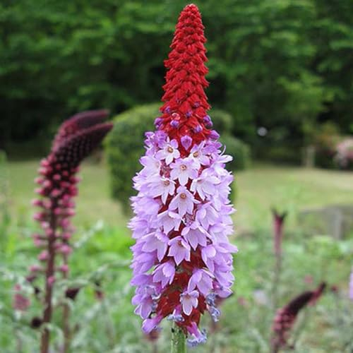 6 x Primevère des marais - Primula Vialii - Godet 9x9cm - Rouge, plein soleil à mi-ombre, sol frais et bien drainé