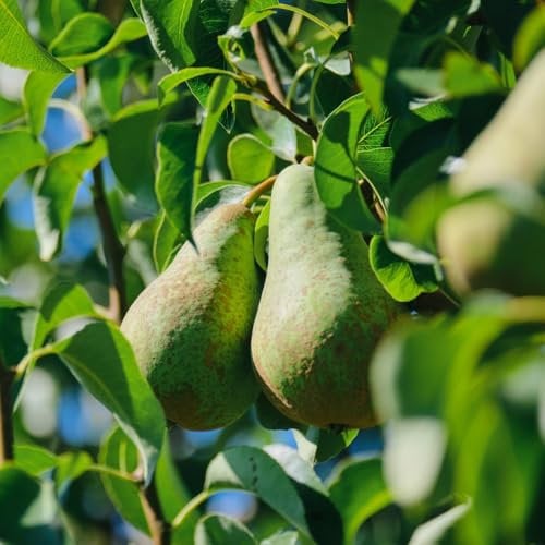 Pear Tree 'Conference' – Delicious Dessert Pears, Ideal for Cooking, Self-Fertile, Compact Varieties for Smaller Gardens - 1x 24cm Potted Plant by Thompson & Morgan