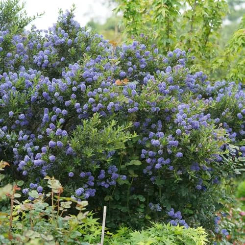 semi di ceanothus di fiori di sacco, del giardino erbe Lilla californiano, semi di piante esotiche semi di erbe per piante da giardino piante resistenti per il giardino, 35pcs