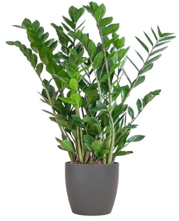 Zamioculcas Zamiifolia Glücksfeder Zimmerpflanze Ø21 cm 80 cm | pflegeleichte Smaragdpalme im nachhaltigen Viber Topf Grau, für Wohnraum und Arbeitsplatz, dekorativer Wuchs