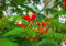 25 Graines Rouge Flamboyant - (Delonix Regia)