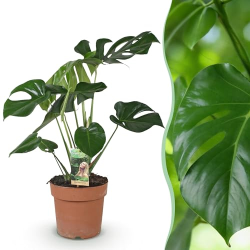 Monstera Deliciosa - Lochpflanze - Pflegeleicht - Grün - 70-80cm - Ø21cm - Zimmerpflanze - Immergrün