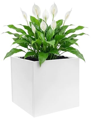 Brride Vaso da fiori per piante, grande 60x60x60 cm, fioriera quadrata, vaso da fiori per piante, vaso da fiori in acciaio per interni, esterni, giardini, ingressi, terrazze, cortili (Bianco, 60 cm)