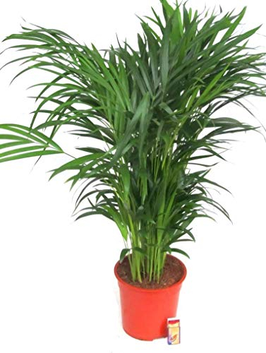 Dypsis lutescens - Areca, Goldfrucht-Palme - Zimmerpflanze 21 cm Topf Gesamthöhe ca. 120 cm, luftreinigend