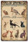 TRITXIY Arten von Sphynx Katzen Poster Sphynx Katzen Liebhaber Poster Home Living Decor Poster Retro Home Decor Blechschild Bars Dekor 20 x 30 cm