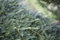 Taxus baccata 'Dovastoniana' 150-175 cm - Eibe, elegante überhängende Zweige, ideal als Solitärpflanze, immergrün, pflegeleicht und winterhart