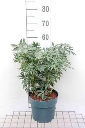 Choisya tern. 'Greenfingers'® - Oranger Du Mexique 40-50 cm en pot