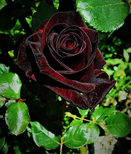 Aamish 20 Stück Black Baccara Hybrid Seltene Rosenblüten Samen