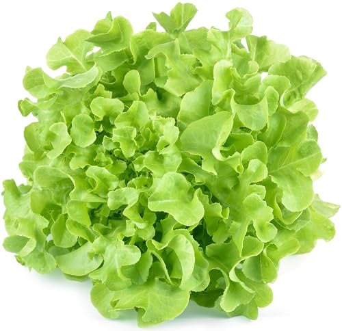 1000+ Oakleaf Lettuce Seeds - Heirloom Non-GMO USA Grown - Leaf Lettuce Seeds for Planting by RDR Seeds