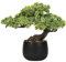 25 cm Kunstpflanze Bonsai Baum im Keramiktopf Künstliche Pflanzen Aesthetic Japanische Bonsai Deko für Wohnzimmer Schlafzimmer Badzimmer Fensterbank Dekoration - Podocarpus Kunstbonsai