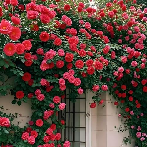 Rote Kletterrose 100 Samen Blumen für Balkon, Garten, Wand und Fenster | Einfach zu pflanzen & pflegen - Ideal für Dekoration das ganze Jahr über
