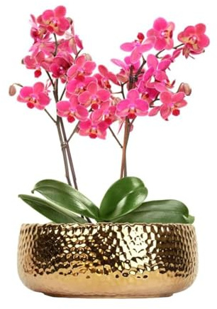 LOUIE SILNA Succulent Plant Pot, 25CM Bonsai Pot,Ceramic Succulent Pot,Drainage Hole,Flower Pots for Indoor/Outdoor Plants, (Gold)