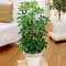 1 x Schefflera Nora Árbol Paraguas Enano | Planta de Interior Compacta de a la Venta | 40-50 cm con Maceta
