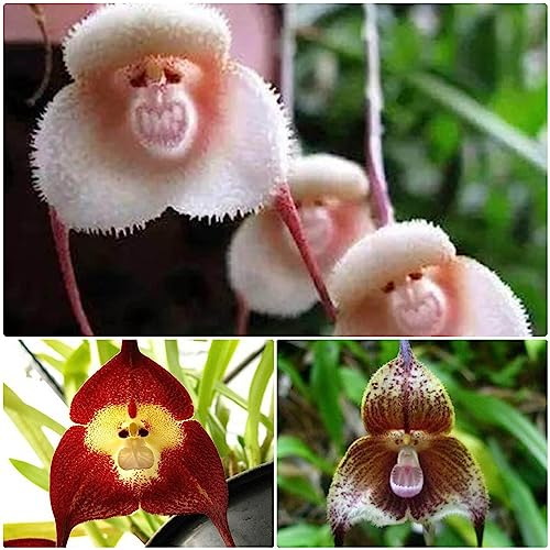 200 pcs affenkopf orchidee pflanze samen bienenweide saatgut affen orchidee Affengesicht,dracula simia,monkey orchid, bienenfreundliche blumensamen schmetterlingswiese plant blumen