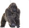 The Bridge Collection Dekofigur Gorilla, Plüsch