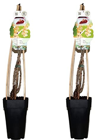 Weisse Johannisbeere, (Ribes rubrum), Sorte: Witte Parel, im 14cm Topf, ca. 65cm hoch, Pflanzen aus nachhaltigem Anbau