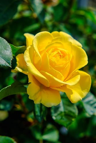 Vannucci Piante - Rosa ad alberetto in vaso, pianta vera, pianta per terrazzi e balconi (Gialla)