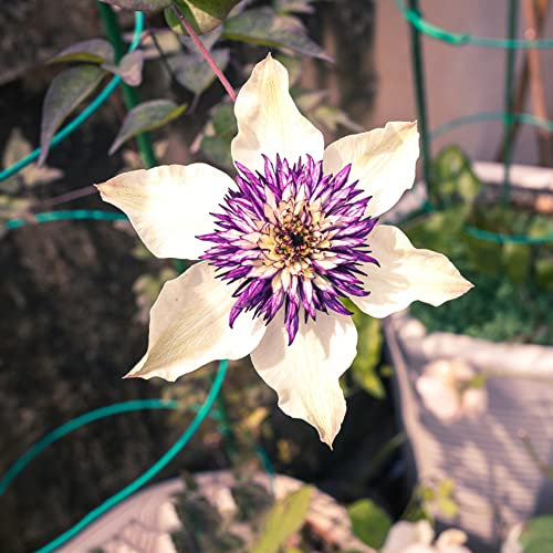 Clematis Winterhart MehrjäHrig 3 Weiß Lila Blumenzwiebeln MehrjäHrig Winterhart Geschenk Garten BlüTen Wildblumenwiese Ostern Geschenke Pflanzen Garten