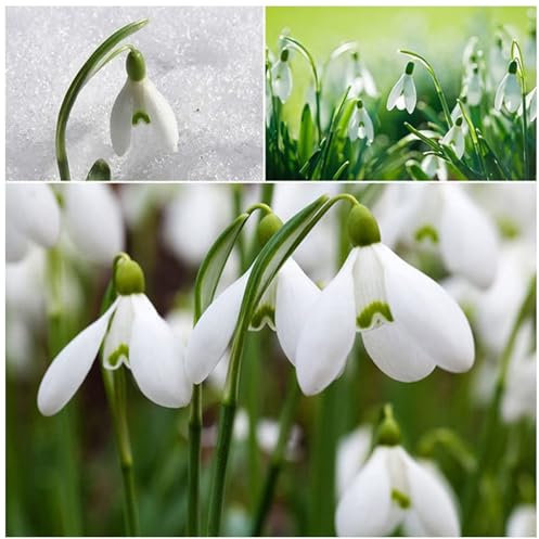 300 Samen Galanthus Nivalis Schneeglöckchen Samen | Winterharte Mehrjährige Blumenzwiebeln | Hohe Keimrate Schnellwachsende Balkonpflanzen | Natürlicher Duft für Garten, Steingarten (Weiß)