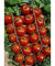 100 Stücke Dichondra Repens Rasensamen Dekorative Gartenpflanzen Blumensamen Geld Gras Hängen samen 1 Professionelle Packung