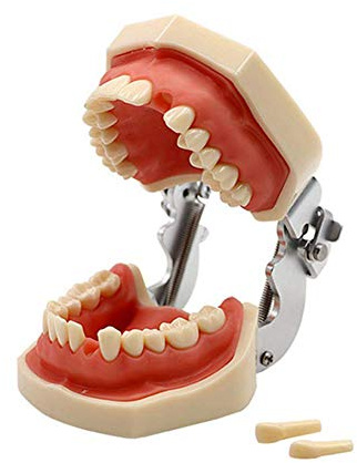 Modelo Dental De Tipodonto De Dientes Estándar con 28 Dientes Y Goma Blanda para La Demostración De La Práctica Docente