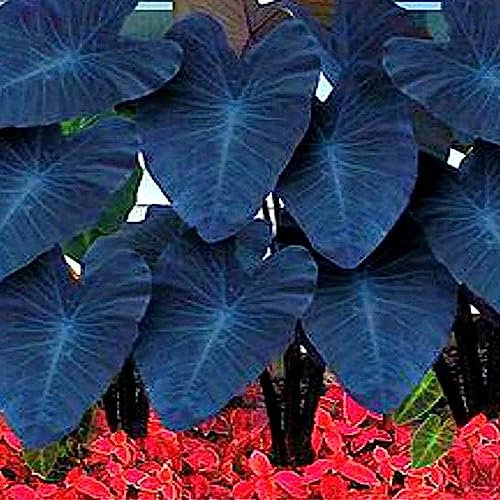 10 Unids/Bolsa Semillas de Alocasia Fácil de Cultivar Raras Orejas de Elefante Flor en Forma de Taro Plantas Semillas de Jardín Flor Árbol Frutal Semillas Vegetales 2 Semillas de alocasia