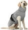 Hundemantel XL, Hundemantel Grosse Hunde Winterjacke Hund Fleece Hundepullover Warme Hundeweste Hundemantel Winter Hundejacke(Grau, XL)