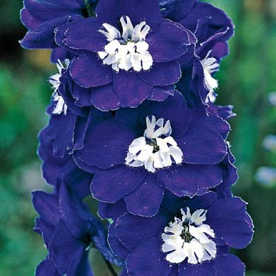 Genipap 140 semillas de rosas Delphinium elatum delphina