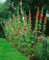 Alcea ficifolia ca. 9x9 cm Topf - Stockrose, gelbe Blüten, Blütezeit Juni-August, ideal für Bauerngärten, bienenfreundlich, pflegeleicht