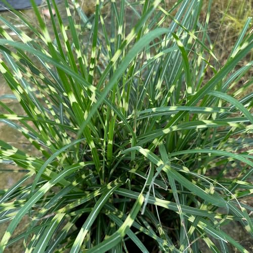 100 Pcs Zebragras Winterhart Mehrjährig Samen - Ziergräser - Zimmerpflanzen Groß, Grünpflanzen Zimmerpflanzen Ziergras Zebragras Pflanze Samen, Winterharte Kübelpflanzen, Exotische