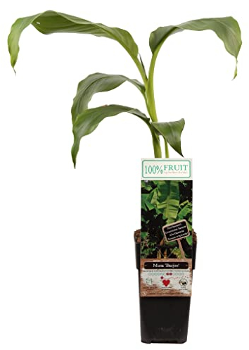 Véritable plante de bananier Musa Basjoo résistante à l'hiver - Environ 55 à 65 cm - Banane palmier japonais - Plante d'intérieur tropicale