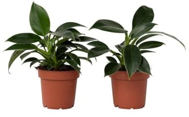 Plant in a Box - Filodendro 'Green Princess' - Planta de interior - Maceta 12cm - Altura 20-30cm - Plantas verdes