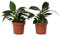Plant in a Box - Filodendro 'Green Princess' - Set di 2 - Vaso 12cm - Altezza 20-30cm